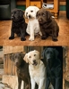 köpek / #989842
