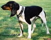 köpek / #806479