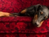 doberman / #772767