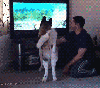 köpek / #879098