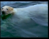 kutup ayısı