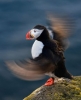 puffin