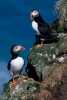 puffin