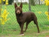 köpek / #806478