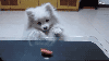köpek / #899420