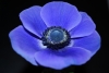 mavi anemon çiçeği