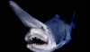 goblin shark / #554043