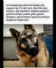 kürt kangal köpeği / #923476