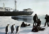 antartika pengueni / #735227