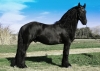 friesian