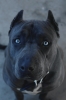 köpek / #977818