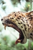 leopar