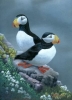 puffin