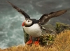 puffin