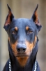 doberman / #772724