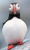 puffin