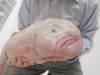 blobfish / #568204