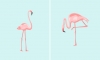 flamingo