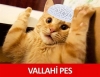 hayvanlara tecavüzde kızların rolü / #624876