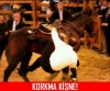 korkma titre / #609342