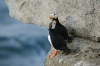 puffin