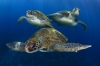 caretta caretta