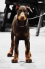 doberman