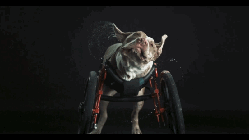 köpek
