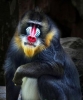 mandrill