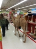 eski camel
