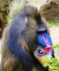 mandrill