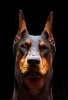 doberman / #772518