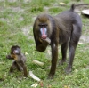 mandrill