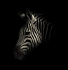 zebra / #610691