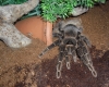 lasiodora parahybana