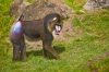 mandrill