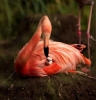 flamingo