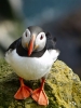 puffin