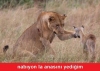 sevmek için antilop yakalayan aslan / #892122