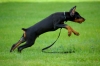 doberman / #772580