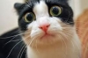 hacının yüzüne attıran kedi / #878055