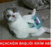 bazı kuşların ciddi bakarak korkutması / #733316