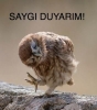 saygı duyma saçmalığı / #641714