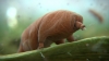 tardigrad