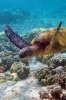 caretta caretta