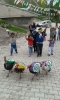 hdp ye oy verecek hindiler / #782551