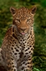 leopar