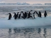 antartika pengueni / #735222