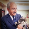 en sosyal demokrat kedi / #597916