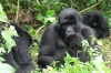 kamerun / #560418